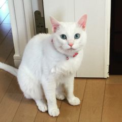 昨日は休肝日でした。